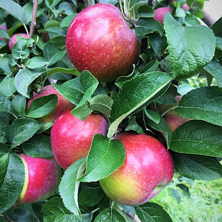 Apple Picking in Warwick, Orange County NY Pennings Farm Market