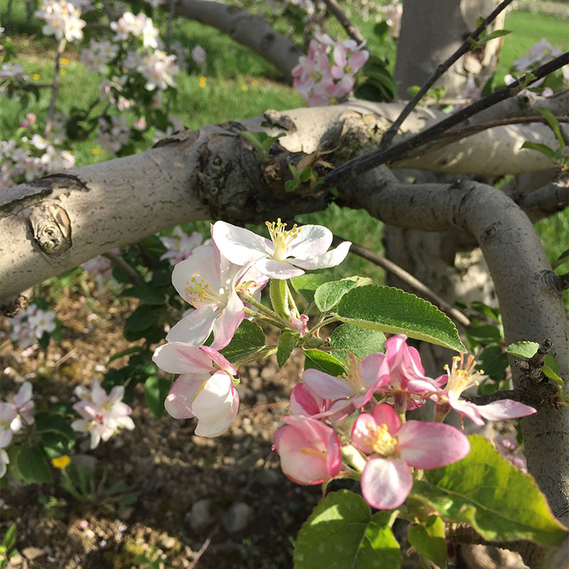 Apple Picking in Warwick, Orange County NY Pennings Farm Market