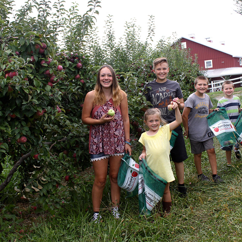 Apple Picking at Pennings Orchard in Warwick, Orange County New York